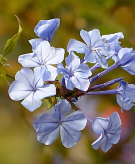 Débloquez votre Potentiel pour le Printemps : Comment la Sophrologie, l&rsquo;Hypnose et la PNL peuvent vous aider à atteindre vos objectifs